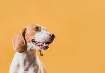 Image Slider