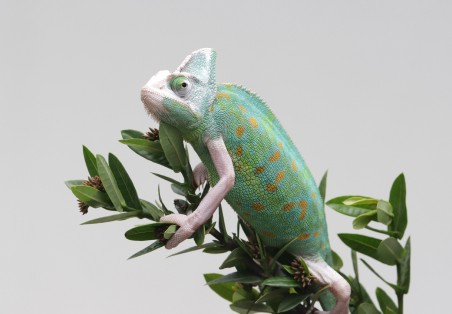 Image Slider