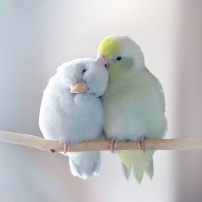 Image Slider