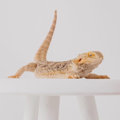 Image Slider