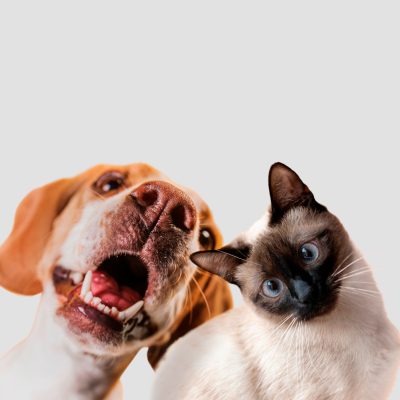 Image Slider